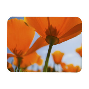 USA, Oregon, Willamette Valley, Nah UP 2 Magnet