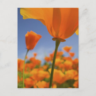 USA, Oregon, Willamette Valley, Nah UP of Postkarte