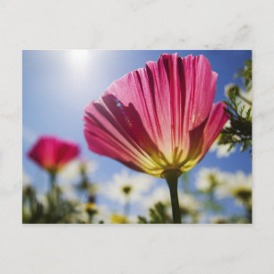 USA, Oregon, Willamette Valley, Nah UP of Postkarte