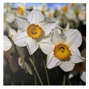 USA, Oregon, Willamette Valley. Narzissen Fliese