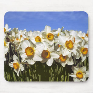 USA, Oregon, Willamette Valley. Narzissen wachsen Mousepad