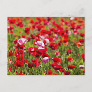 USA, Oregon, Willamette Valley, Shirley 2 Postkarte