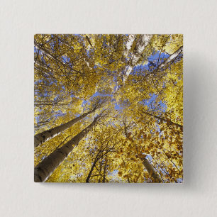 USA, Pazifischer Nordwesten. Espen im Herbst Button