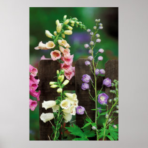 USA, Pennsylvania. Foxglove und Delphinium Poster