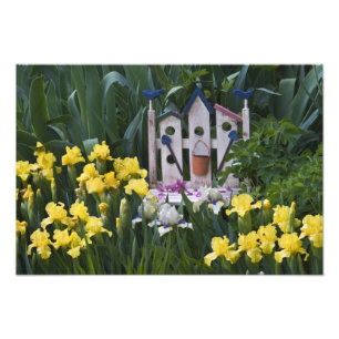 USA, Pennsylvania. Garten-Schwertlilien wachsen um Fotodruck