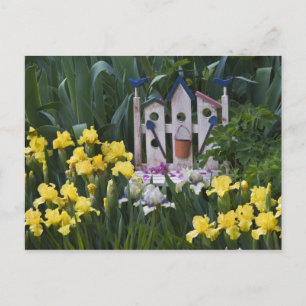 USA, Pennsylvania. Garten-Schwertlilien wachsen um Postkarte