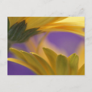 USA, Pennsylvania. Gelbe Gerbera Daisies, nah Postkarte