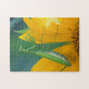 USA, Pennsylvania. Gottesanbeterin Puzzle