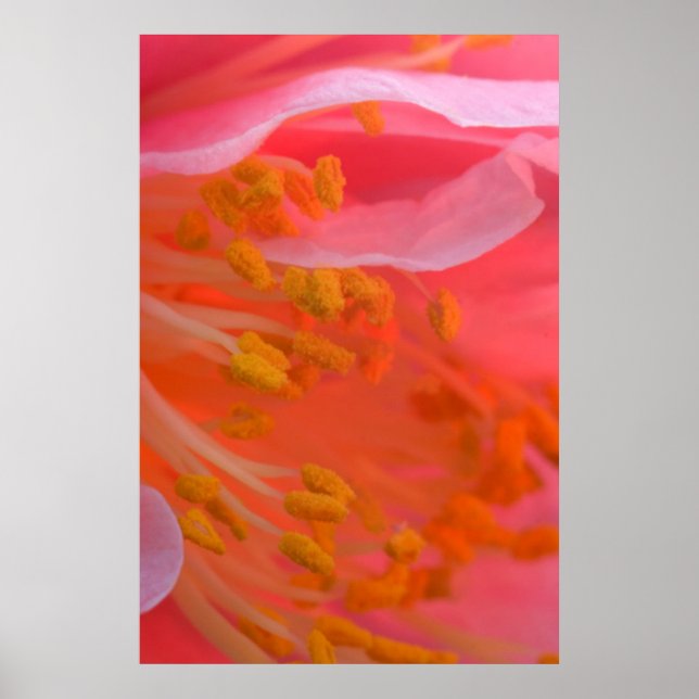 USA, Pennsylvania. Kamelien-Blüte nah Poster (Vorne)
