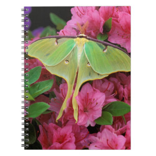 USA, Pennsylvania. Luna Moth on Pink Clematis Notizblock