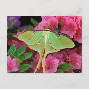 USA, Pennsylvania. Mondspinner auf rosa Clematis Postkarte