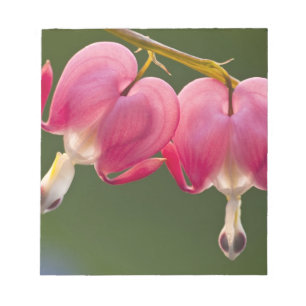 USA, Pennsylvania. Nahe Aufnahme von zwei Blutunge Notizblock