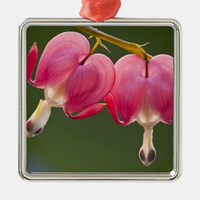 USA, Pennsylvania. Nahen von zwei Blutungen Ornament Aus Metall (Vorne)