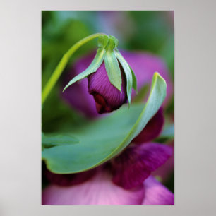 USA, Pennsylvania. Öffnung der Blume im Frühjahr Poster