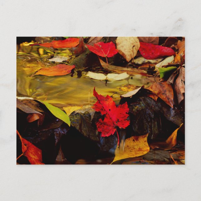 USA, Pennsylvania, Pocono-Gebirge 1 Postkarte (Vorderseite)