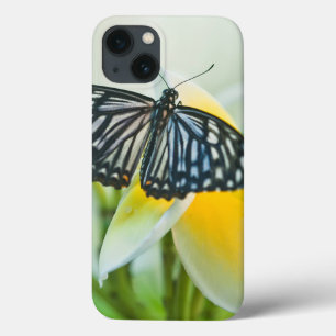 USA, Pennsylvania. Schwalbenschwanz-Schmetterling iPhone 13 Hülle