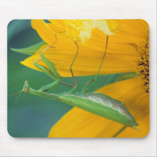 USA, Pennsylvania. Weibliche Gottesanbeterin Mousepad