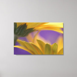 USA, Pennsylvania. Yellow Gerbera Daisies, nah Leinwanddruck