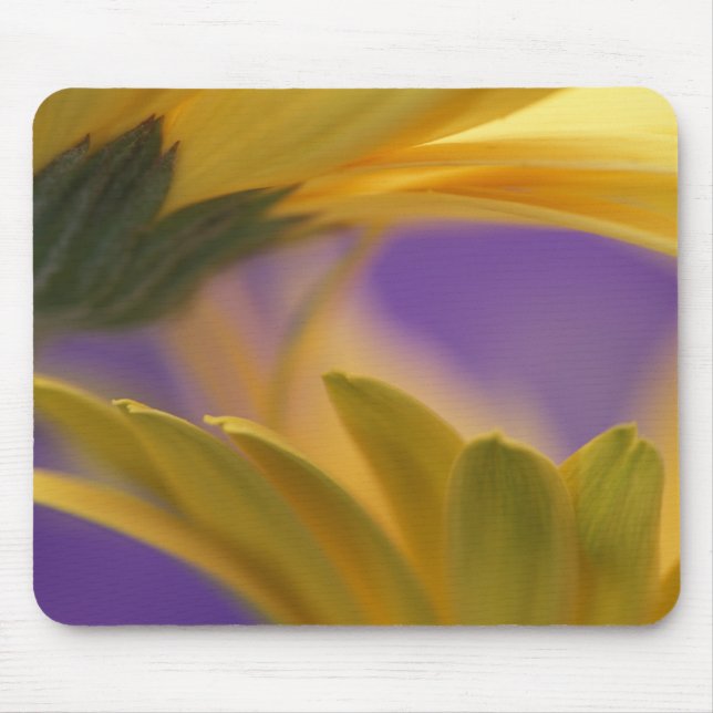 USA, Pennsylvania. Yellow Gerbera Daisies, nah Mousepad (Vorne)