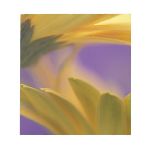 USA, Pennsylvania. Yellow Gerbera Daisies, nah Notizblock