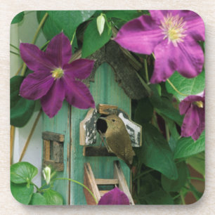 USA, Pennsylvania. Zaunkönig im Vogelhaus Untersetzer