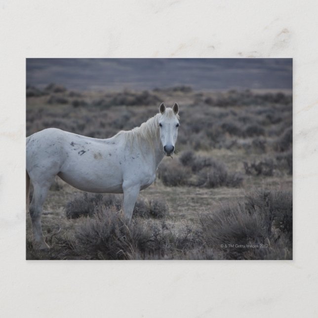 USA POSTKARTE (Vorderseite)