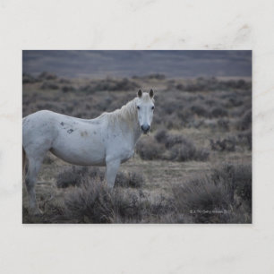 USA POSTKARTE
