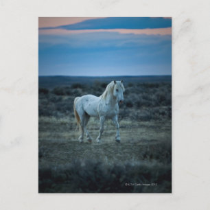 USA POSTKARTE