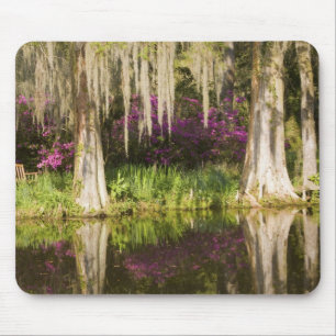 USA, South Carolina, Charleston. Cypress-Bäume Mousepad