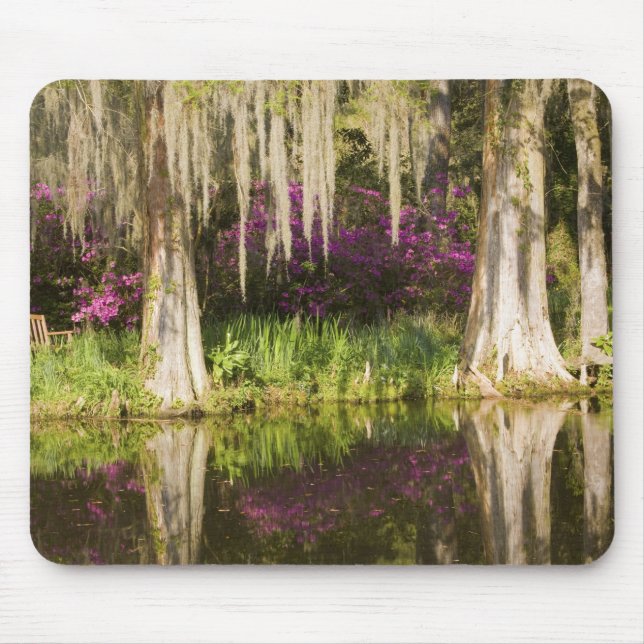 USA, South Carolina, Charleston. Cypress-Bäume Mousepad (Vorne)