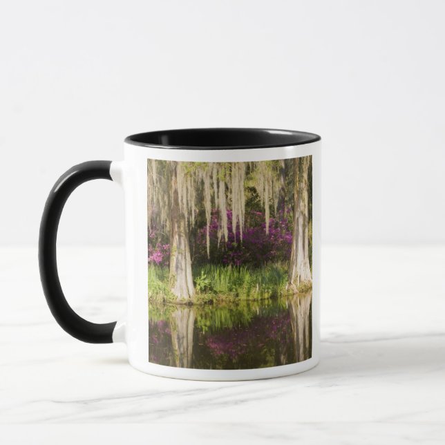 USA, South Carolina, Charleston. Cypress-Bäume Tasse (Links)
