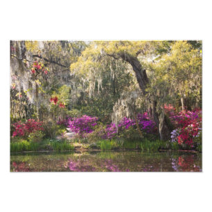USA, South Carolina, Charleston. Cypress Trees 2 Fotodruck