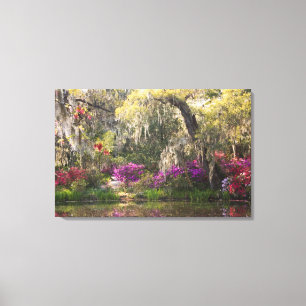 USA, South Carolina, Charleston. Cypress Trees 2 Leinwanddruck