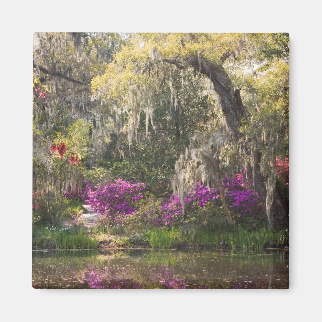 USA, South Carolina, Charleston. Cypress Trees 2 Magnet (Vorne)