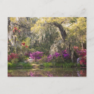 USA, South Carolina, Charleston. Cypress Trees 2 Postkarte