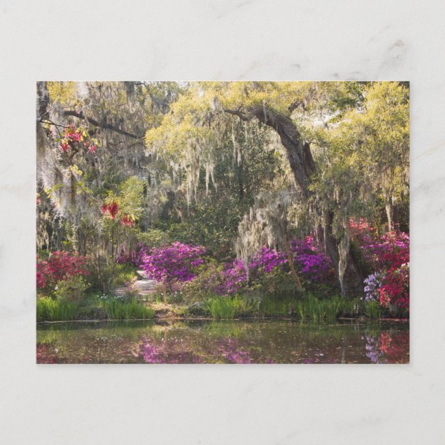 USA, South Carolina, Charleston. Cypress Trees 2 Postkarte (Vorderseite)