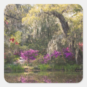 USA, South Carolina, Charleston. Cypress Trees 2 Quadratischer Aufkleber