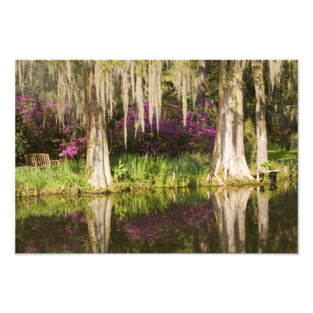 USA, South Carolina, Charleston. Cypress Trees Fotodruck (Vorne)