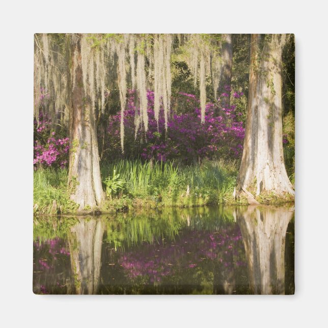 USA, South Carolina, Charleston. Cypress Trees Magnet (Vorne)