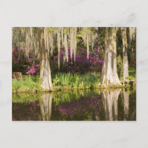 USA, South Carolina, Charleston. Cypress Trees Postkarte
