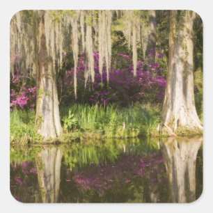 USA, South Carolina, Charleston. Zypressen Quadratischer Aufkleber