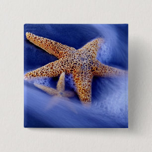 USA, South Carolina, Hilton Head Island.Zwei Button