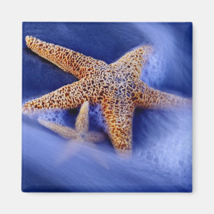 USA, South Carolina, Hilton Head Island. Zwei Magnet