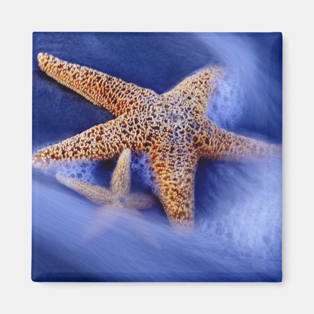 USA, South Carolina, Hilton Head Island. Zwei Magnet (Vorne)