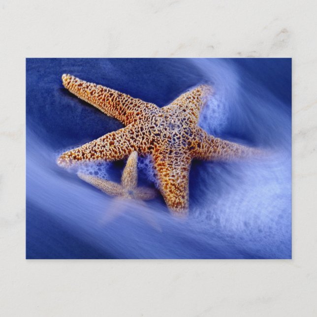 USA, South Carolina, Hilton Head Island. Zwei Postkarte (Vorderseite)