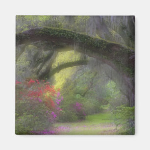 USA, South Carolina, Magnolia Gardens. Magnet