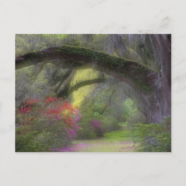 USA, South Carolina, Magnolia Gardens. Postkarte (Vorderseite)