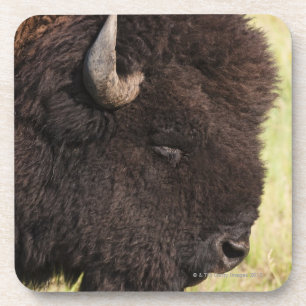 USA, South Dakota, amerikanischer Bison Untersetzer