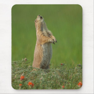 USA, South Dakota, Custer Staat Park Mousepad