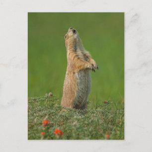 USA, South Dakota, Custer Staat Park Postkarte